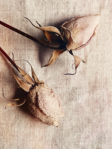 Vertical high angle closeup photo of two dried faded rosebuds with stems lying on a piece of pale beige linen cloth.