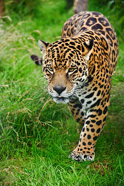 istock Stunning jaguar Panthera Onca prowling through long grass 177499611