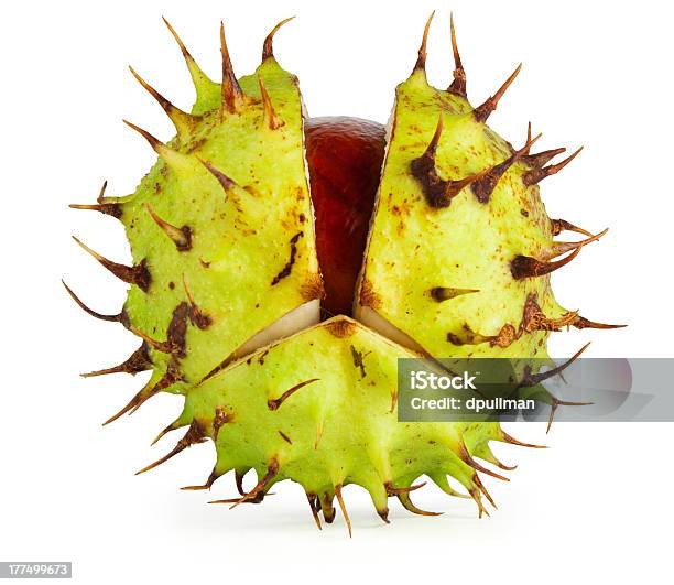 Conker En Cascabillo Foto de stock y más banco de imágenes de Semilla de castaño de Indias - Semilla de castaño de Indias, Recortable, Botánica