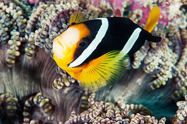 Ricerca di Nemo - foto stock