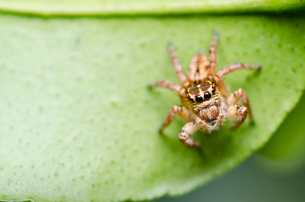 istock jumping spider in green nature 177500086