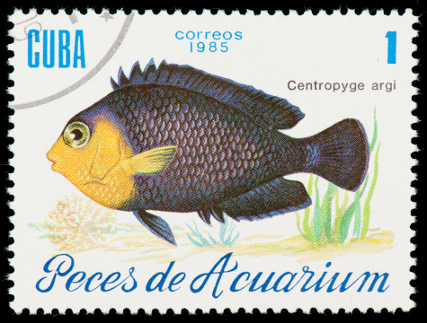 Cuban postage stamp from 1985 dedicated to Cherubfish