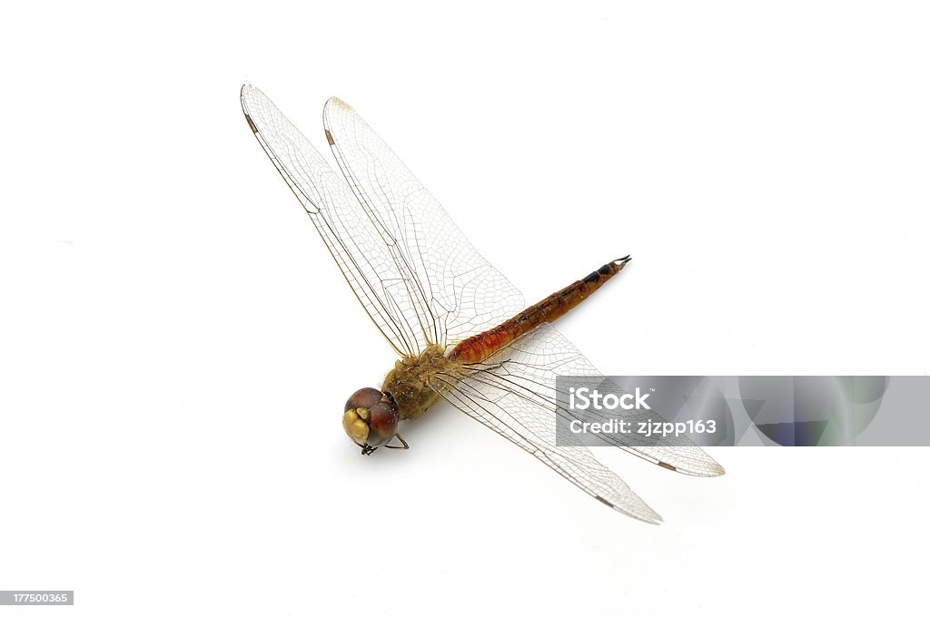 Dragonflies - Royalty-free Animal Foto de stock