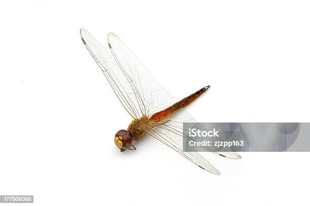 Dragonflies - Fotografias de stock e mais imagens de Animal - Animal, Asa de animal, Branco