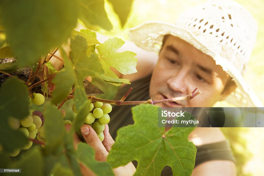 Uve harvest - Foto stock royalty-free di Adulto