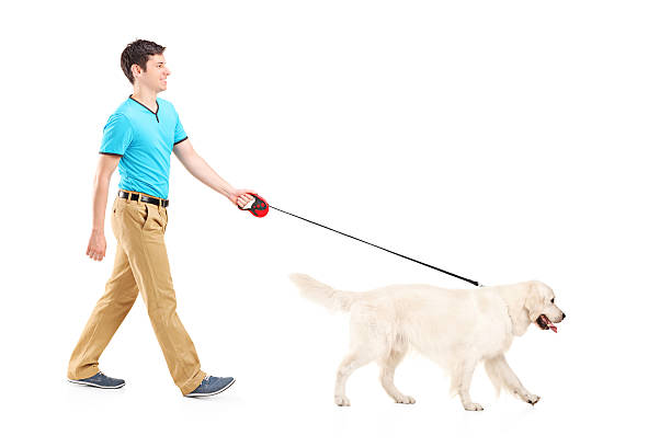 istock Young man walking a white retriever on a leash 177500512