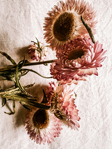 Vertical high angle extreme closeup photo of a small bunch of dried pink Paper Daisies lying on a pale beige linen cloth.