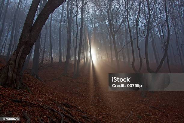 Straszne Forest - zdjęcia stockowe i więcej obrazów Bez ludzi - Bez ludzi, Ciemny, Cień