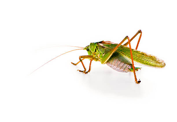 Great Green Bush Cricket Colorful Great Green Bush Cricket - Tettigonia Viridissima. Large female animal. Walking away... hott stock pictures, royalty-free photos & images