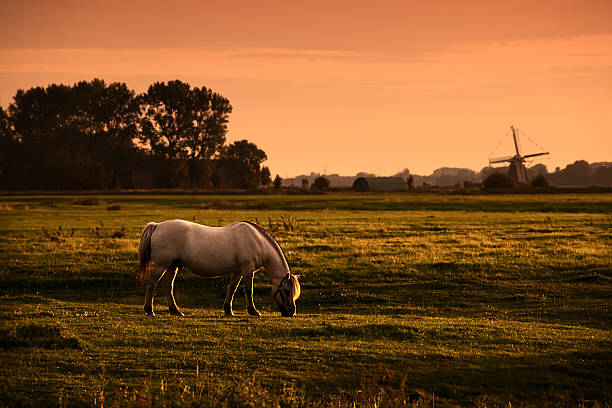 white horse on Dutch pasture with windmill  at sunrise
