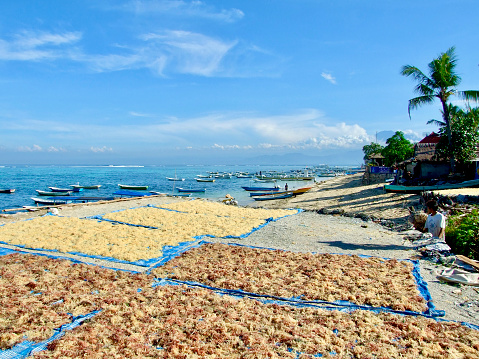 Horizontal landscape photo of farmed seaweed plants, spread out and drying on blue plastic mats on the beach at the water's edge, on a sunny day on the Balinese island of Nusa Lembongan. Nusa Lembongan, Bali, Indonesia. 16th March, 2008.