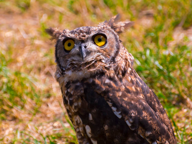 istock African spotted eagle-owl on the ground during a bird show 1775010881