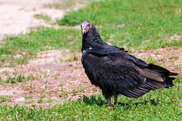 istock American turkey vulture is walking on the ground 1775013397