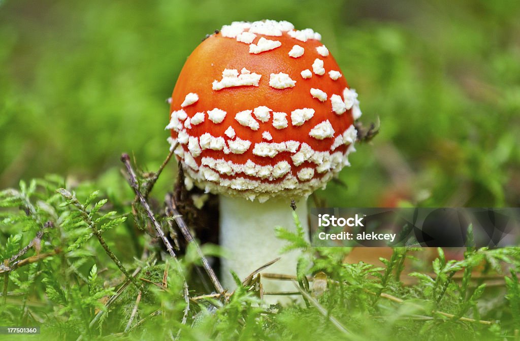 Fliegenpilz im Wald - Lizenzfrei Botanik Stock-Foto