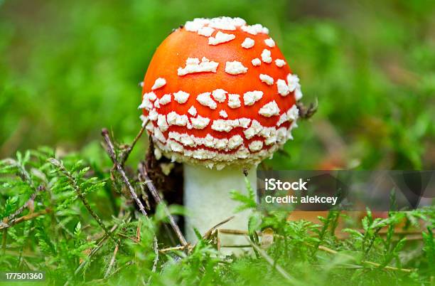 Ovulo Malefico In Una Foresta - Fotografie stock e altre immagini di Agarico chiomato - Fungo - Agarico chiomato - Fungo, Ambientazione esterna, Autunno