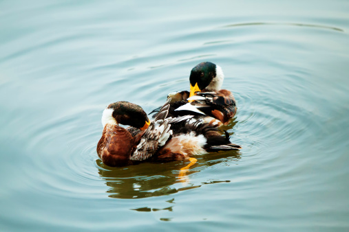 Two ducks in the above water