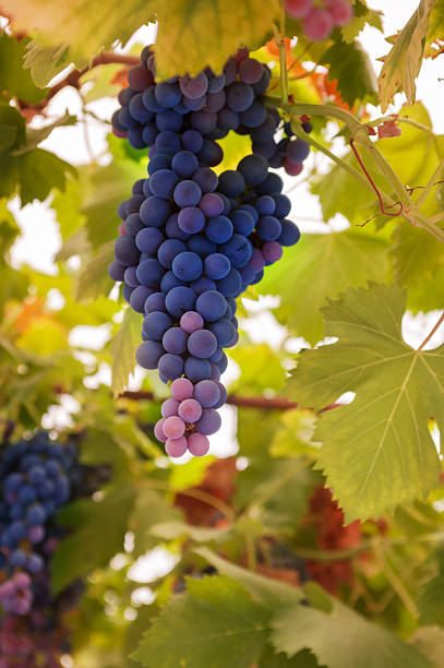 Cтоковое фото Спелый виноград