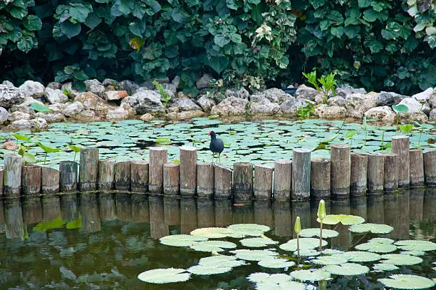 Photo of Moorhen