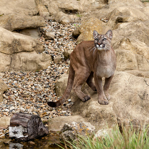 istock Puma Standing on Rock Gazing Upwards 177501461