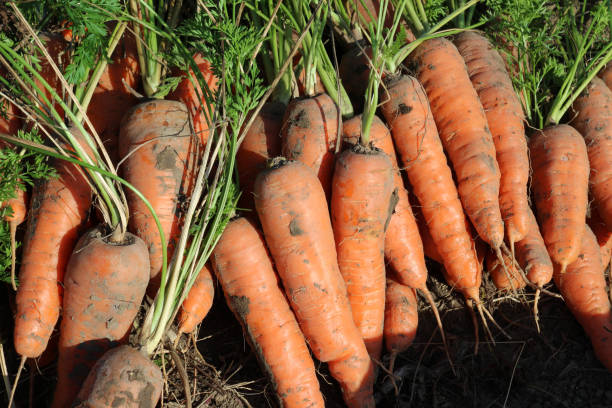 istock In a pile of fresh harvested carrots 1775016695