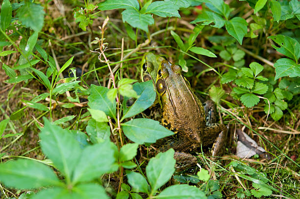 mating frogs stock photo