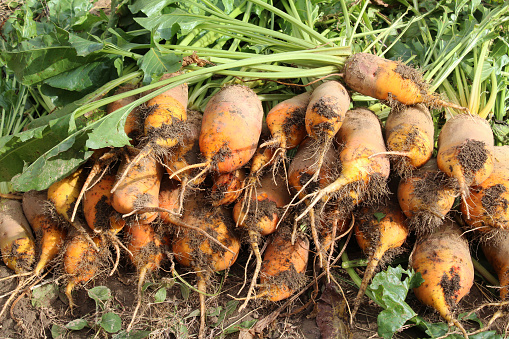 In the field on the pile dug out are fodder beets