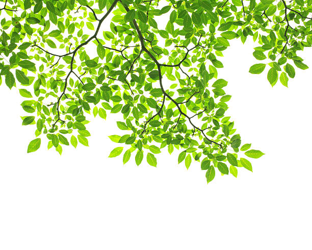 istock Tree branch with green leaves on white background 177501764