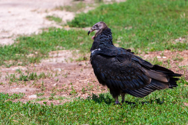 istock American turkey vulture is walking on the ground 1775020087