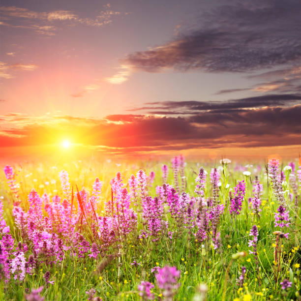 istock flowers with sunshine 177502060