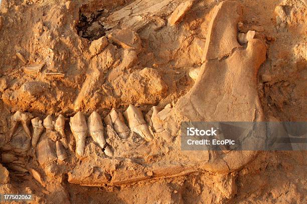Ancient Fossil Jaw Bone Stock Photo - Download Image Now - Archaeology, Fossil, Human Jaw Bone