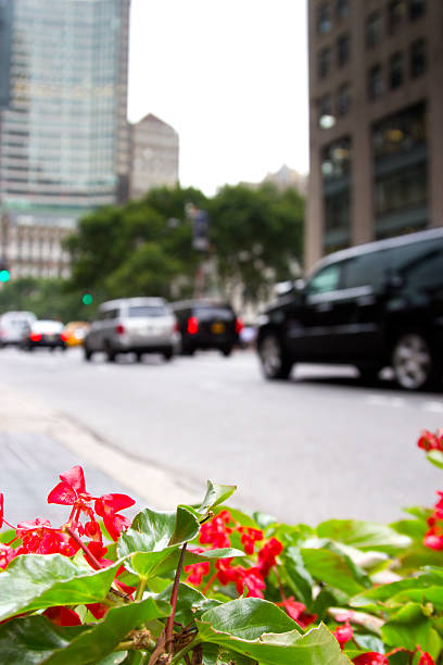 istock Plants on Fifth Ave., NY 177502063