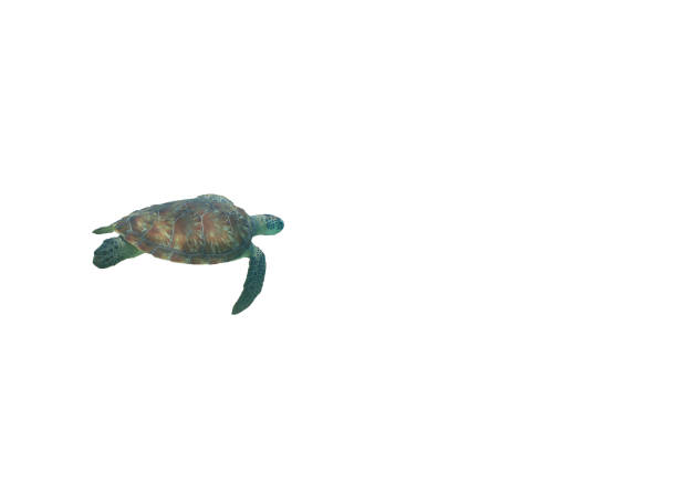 green turtle swimming on a white background
