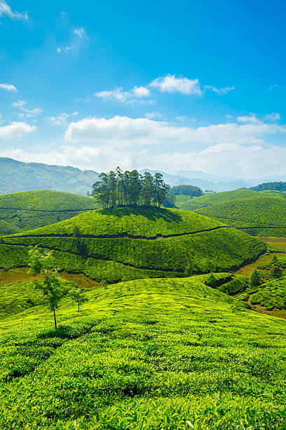 plantações de chá - munnar imagens e fotografias de stock