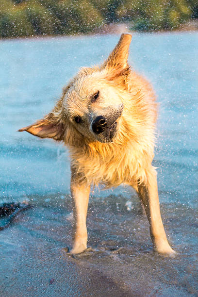 istock Dog shaking off water 177502268