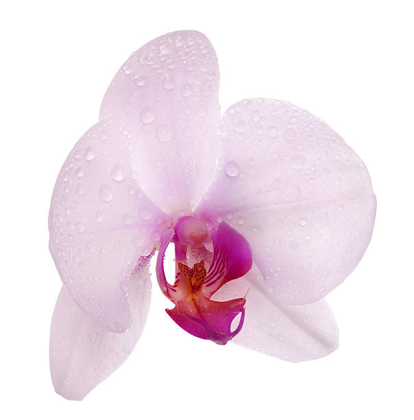 istock single light pink orchid flower in drops 177502337