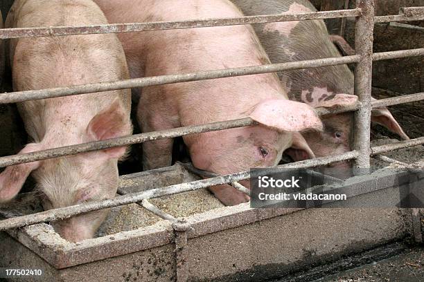 Photo libre de droit de Les Porcs banque d'images et plus d'images libres de droit de Porc - Mammifère ongulé - Porc - Mammifère ongulé, Manger, Nourrir