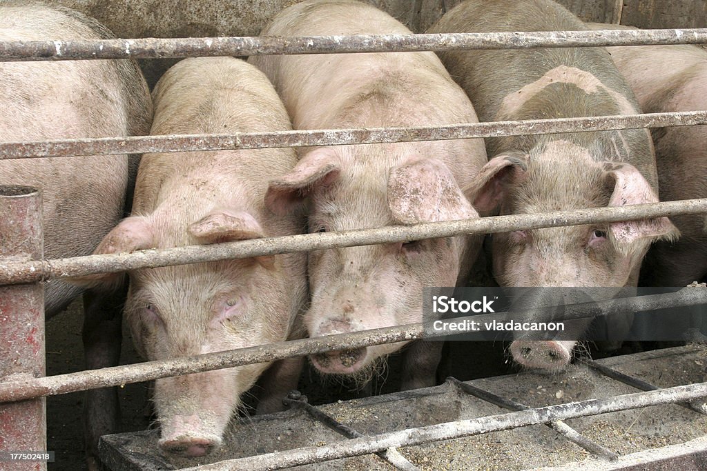 Los cerdos - Foto de stock de Cerdo libre de derechos