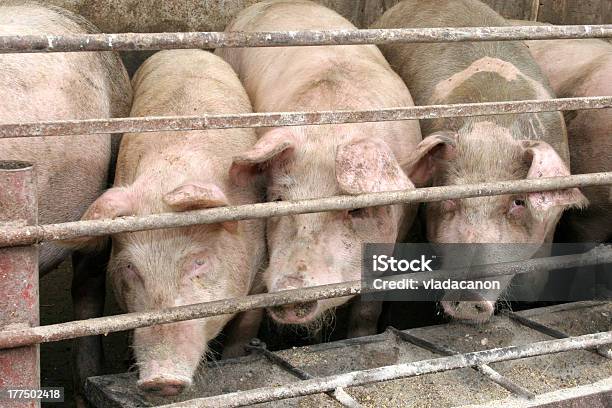 Foto de Porcos e mais fotos de stock de Comedouro de Animais - Comedouro de Animais, Porco, Alimentar