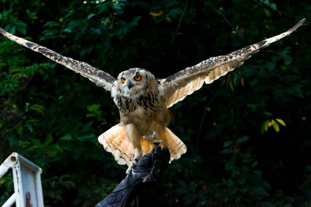 istock Large Indian eagle-owl on gloves at a show 1775024312