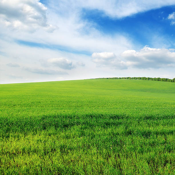 istock cloudy sky and green field 177502440