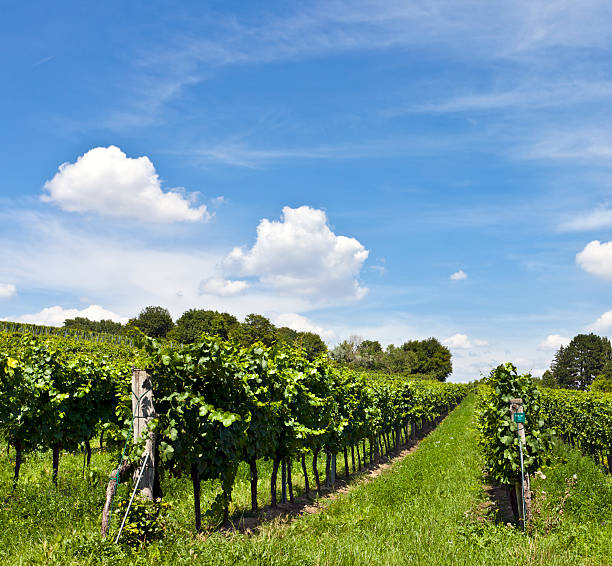 istock Vineyard at sunny day 177502553