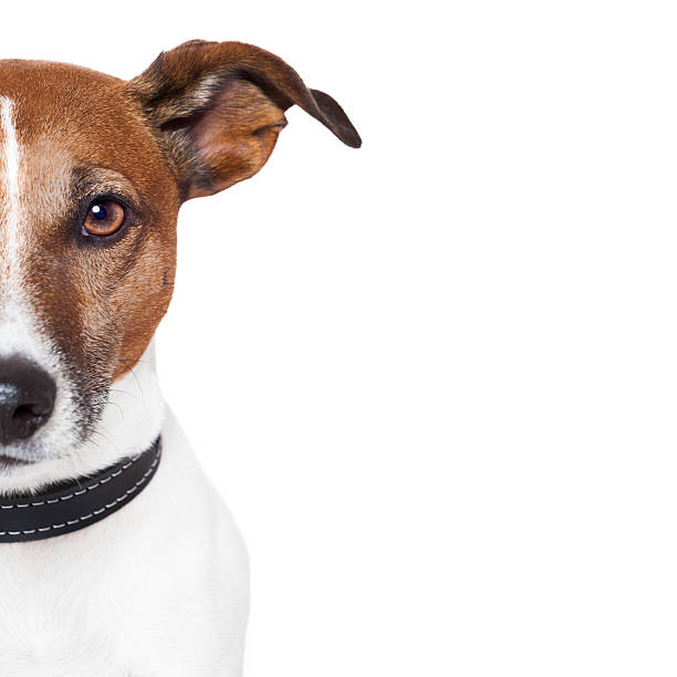 istock placeholder banner dog 177502566