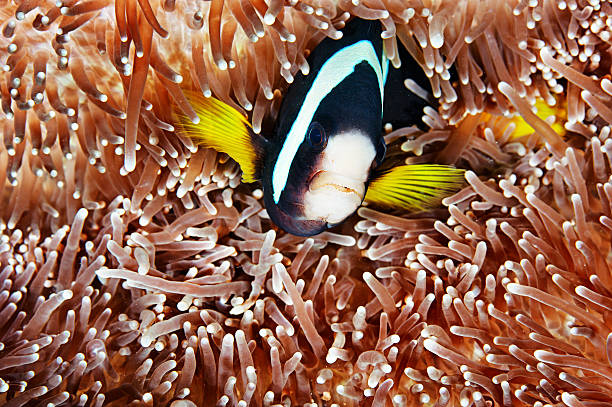 Peces y corales - foto de stock