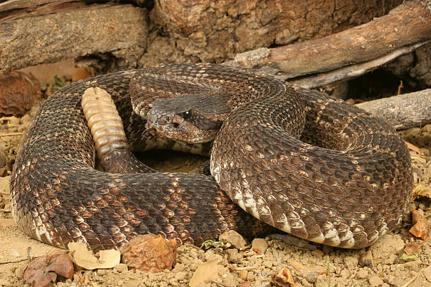 istock Southern Pacific Rattlesnake (Crotalus viridis helleri) 177502713