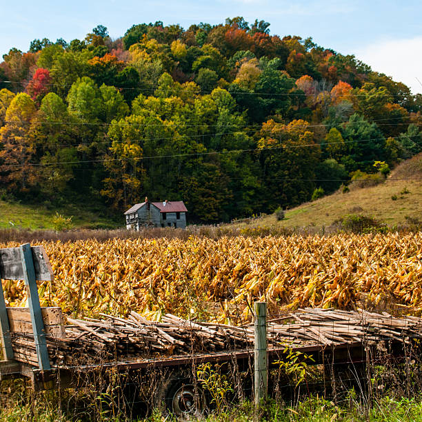 The Disappearing Crop A rare field of tobacco found after it has been cut and put into tented groups so it can begin the initial drying process.  The stakes on the flatbed wagon are driven into the ground and the stalk of tobacco is pierced down on it. autumn copy space rural scene curing stock pictures, royalty-free photos & images