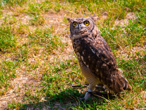 istock African spotted eagle-owl on the ground during a bird show 1775029817
