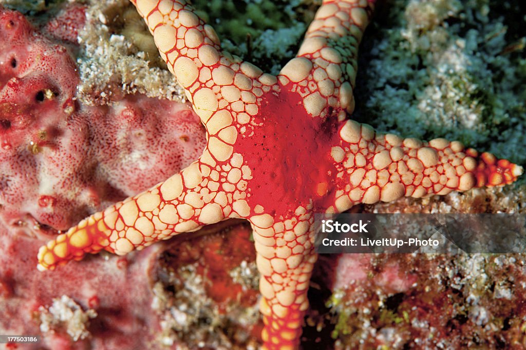 Star-Fisch - Lizenzfrei Blase - Verletzung Stock-Foto