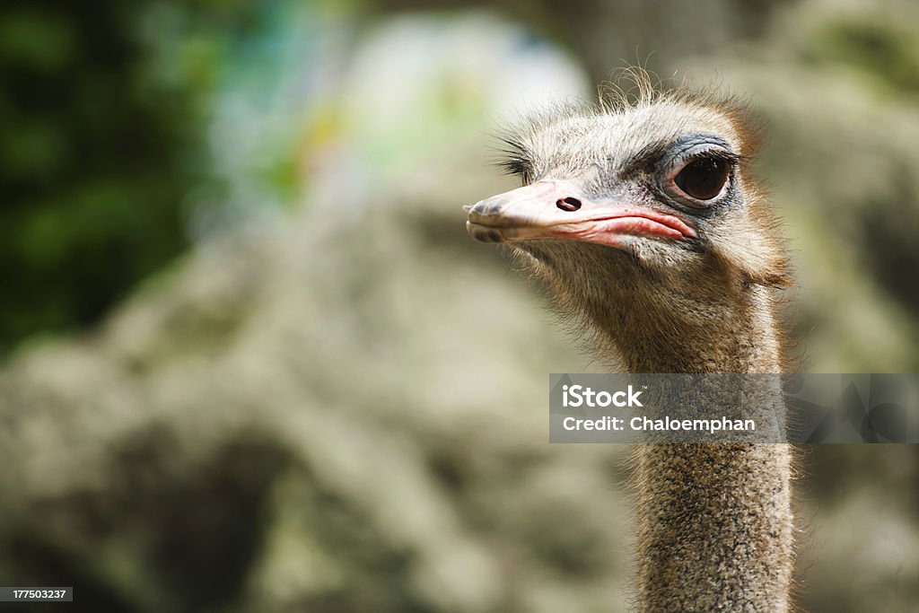 Avestruz - Royalty-free Animal Foto de stock