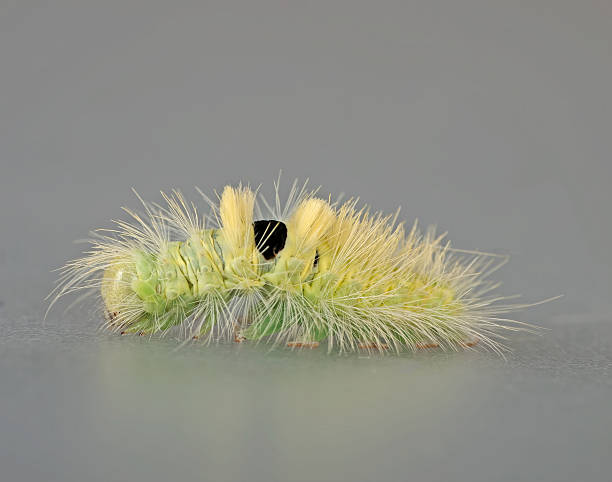 istock Pale tussock moth caterpillar, larva - Dasychira pudibunda 177503323