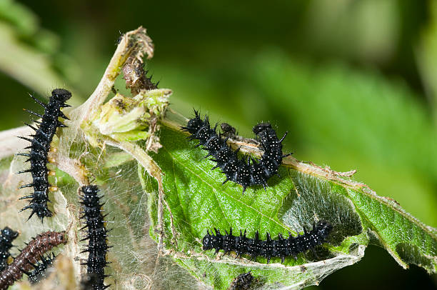 istock Caterpillar of Small Tortoiseshell 177503747